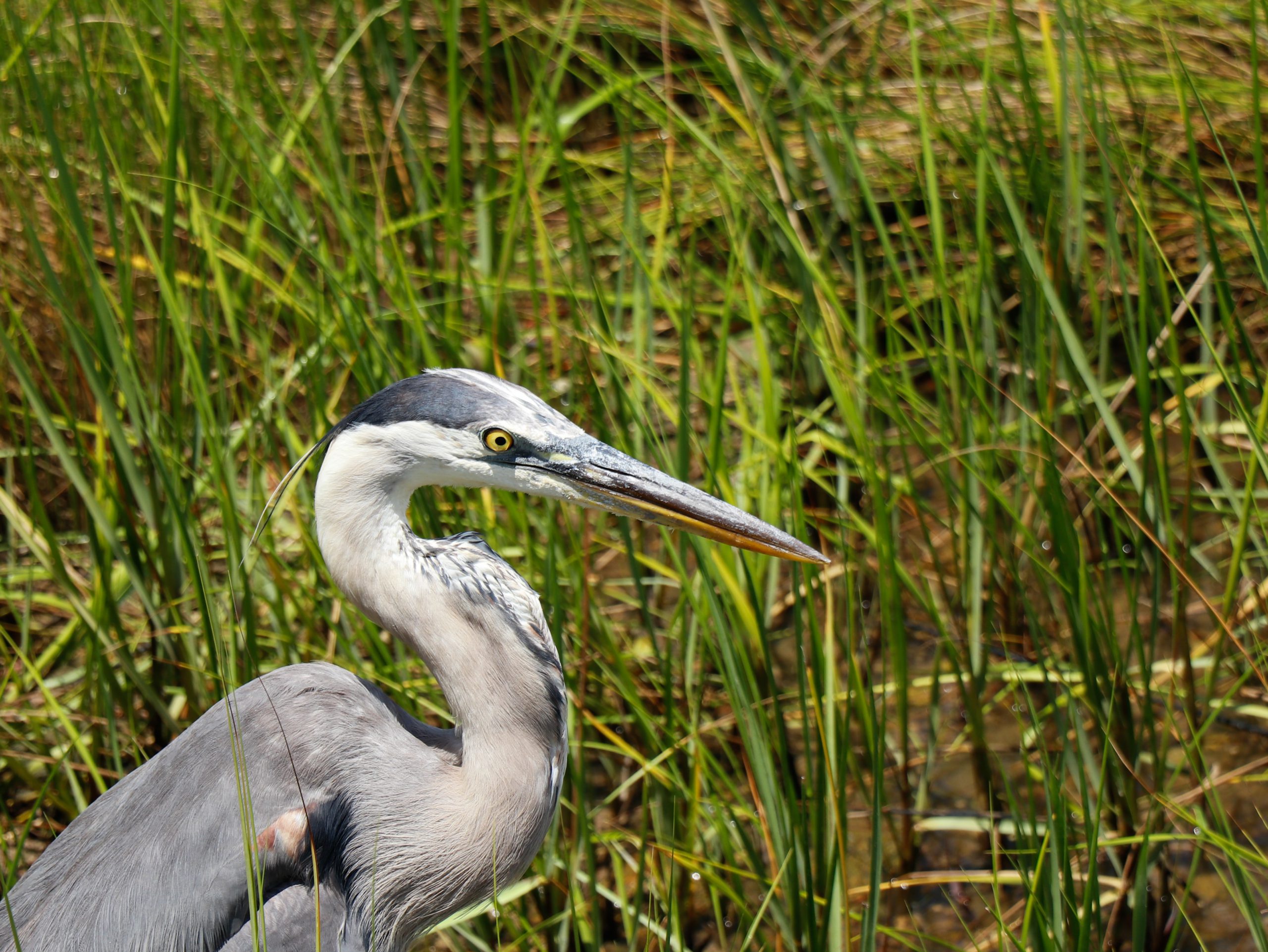 Heron